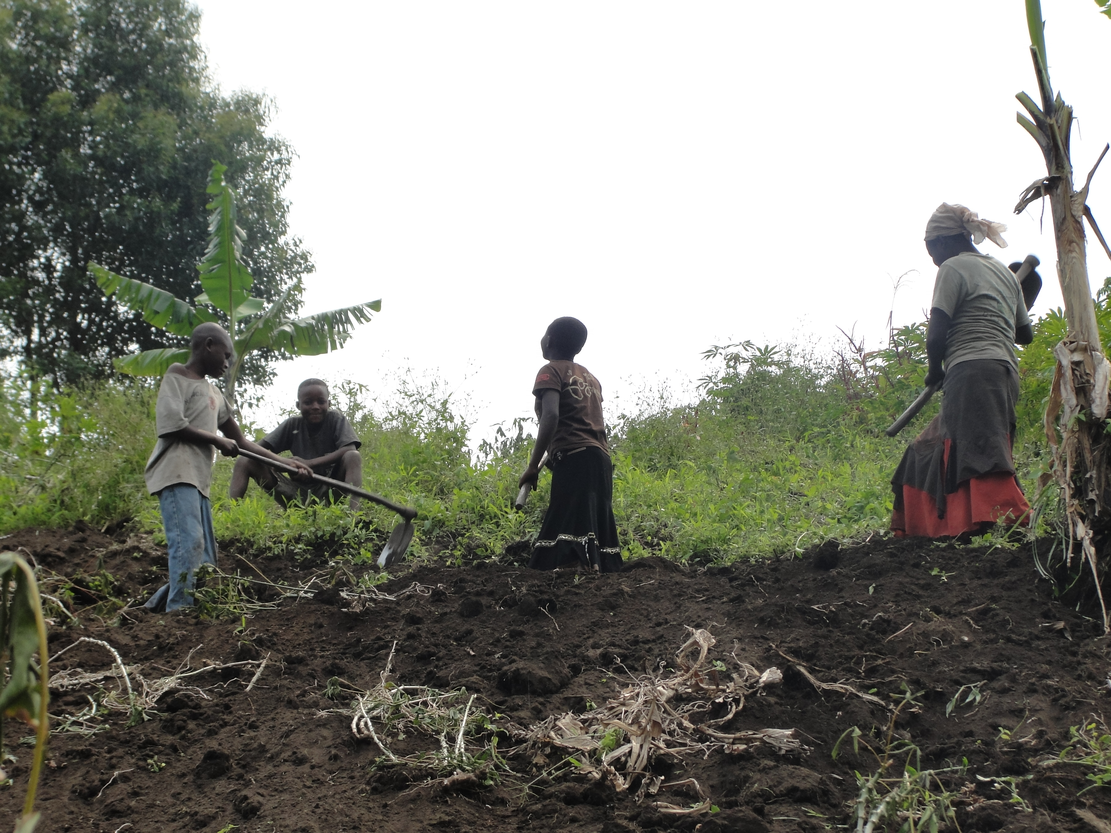 Kivu paysannes au travail , le sol noir doit sa fertilité aux volcans